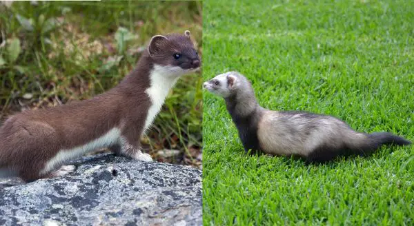 What Is The Difference Between a Ferret and a Weasel