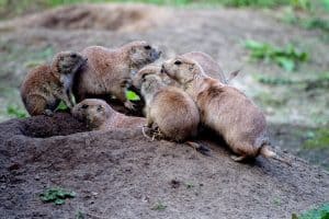 prairie dogs, animals, social