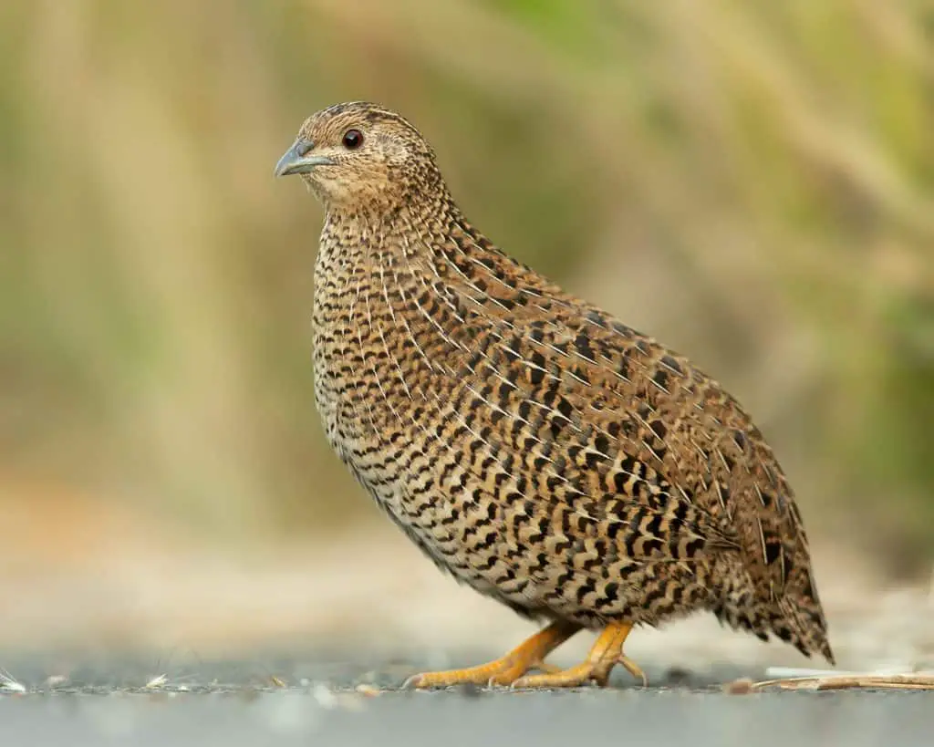 bird, quail, feathers