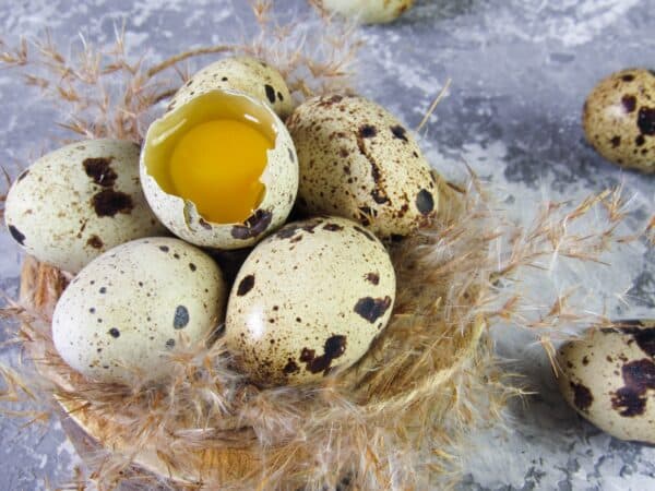 quail eggs, eggs, yolk