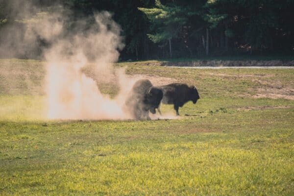 Buffalo Bison taking a dust bath