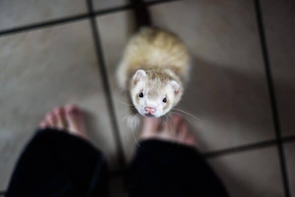 Ferrets Can Understand Humans