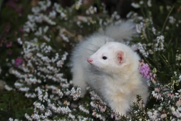 Ferret white