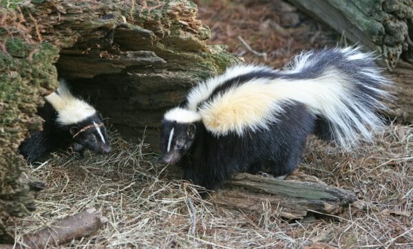 two skunks standing on dry grass